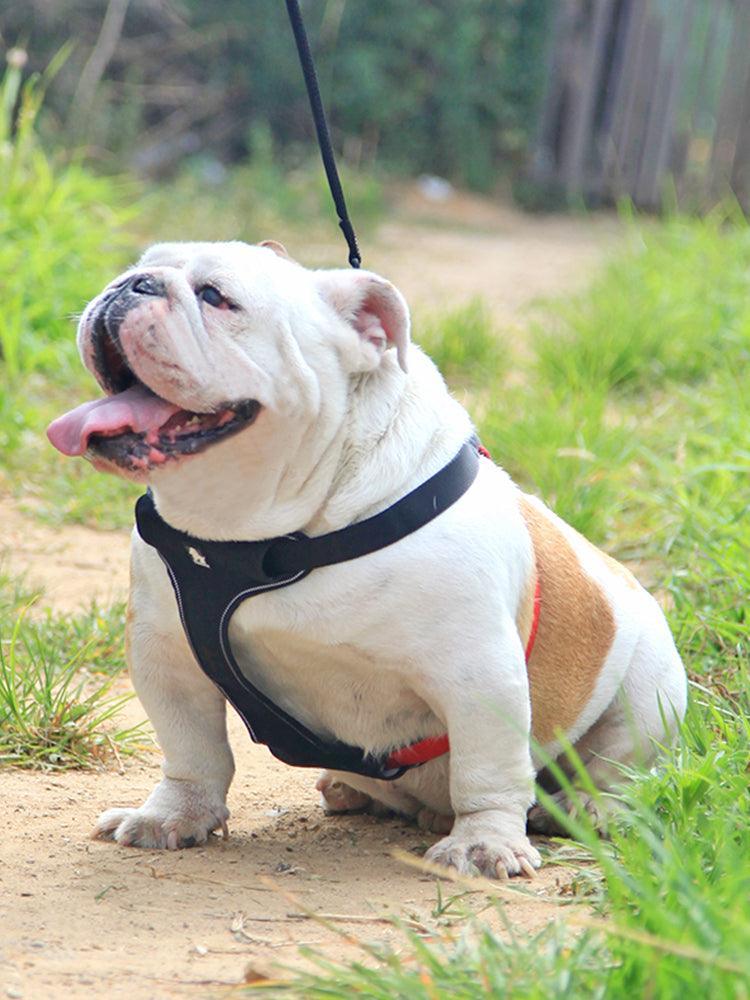 Comfortmesh Dog Leash Collar: Convenient And Stylish Walking Companion For Dogs Of All Sizes - Premium Paws