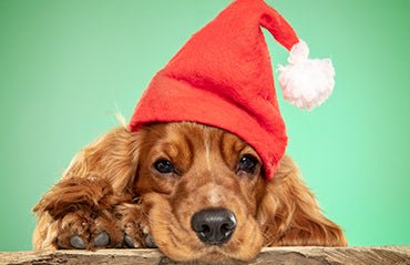 8 Tips for taking the perfect photo of your pet - Premium Paws
