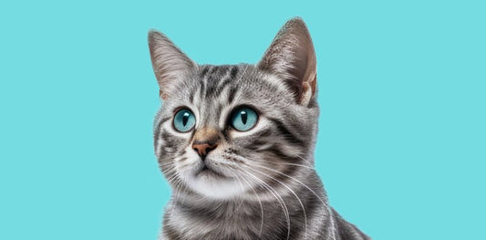 Deciphering your cat’s language - Premium Paws