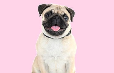 Easy ways to teach your dog tricks - Premium Paws