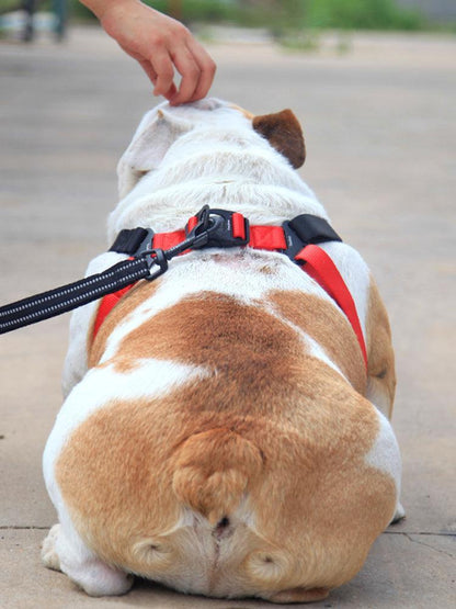 Comfortmesh Dog Leash Collar: Convenient And Stylish Walking Companion For Dogs Of All Sizes - Premium Paws