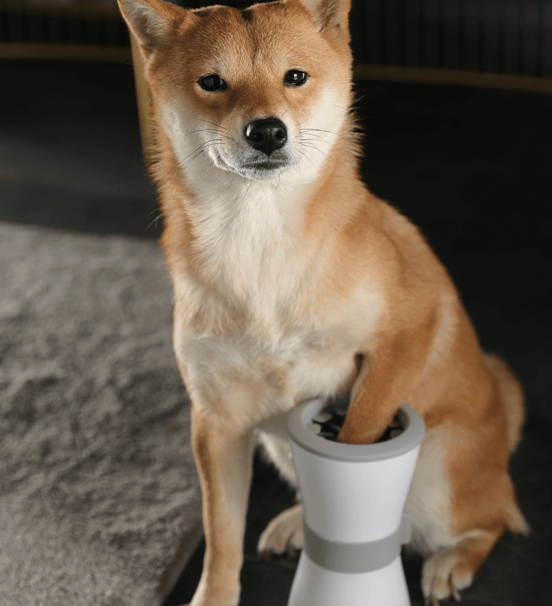 Pawfresh: The Ultimate Pet Paw Spa - Premium Paws
