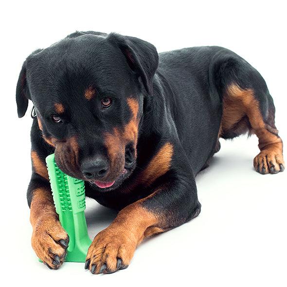 Pet Dental Care Buddy - Premium Paws