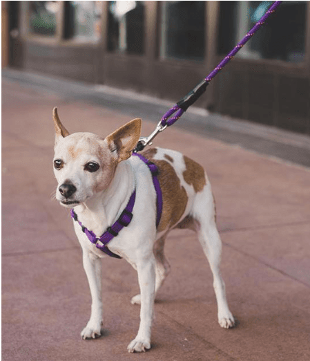 Premium Padded Rope Leash For Dogs Of All Sizes - Premium Paws